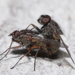 Muscidae (family) at Acton, ACT - 15 Jun 2021 11:56 AM