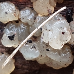 Gelatinous, on wood – genus uncertain at Lyneham, ACT - 16 Jun 2021 09:17 AM