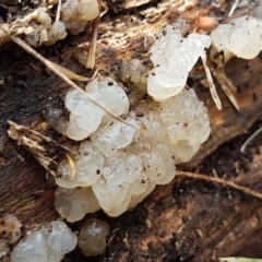 Gelatinous, on wood – genus uncertain at Lyneham, ACT - 16 Jun 2021 09:17 AM