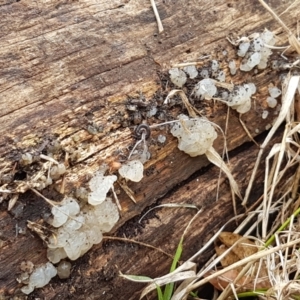 Gelatinous, on wood – genus uncertain at Lyneham, ACT - 16 Jun 2021 09:17 AM