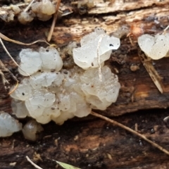 Gelatinous, on wood – genus uncertain at Lyneham, ACT - 16 Jun 2021 09:17 AM