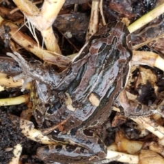 Limnodynastes peronii (Brown-striped Frog) at Lyneham, ACT - 15 Jun 2021 by tpreston
