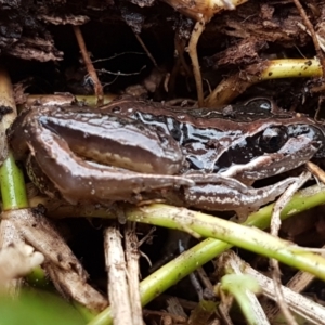 Limnodynastes peronii at Lyneham, ACT - 16 Jun 2021