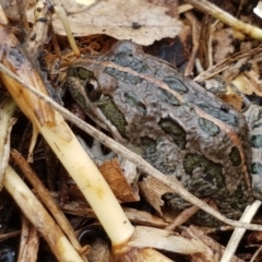 Limnodynastes tasmaniensis (Spotted Grass Frog) at City Renewal Authority Area - 15 Jun 2021 by tpreston