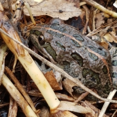 Limnodynastes tasmaniensis (Spotted Grass Frog) at Lyneham, ACT - 15 Jun 2021 by tpreston