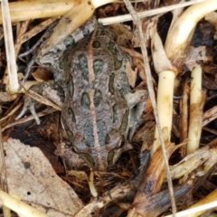 Limnodynastes tasmaniensis at Lyneham, ACT - 16 Jun 2021