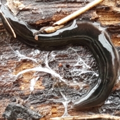 Parakontikia ventrolineata (Stripe-bellied flatworm) at City Renewal Authority Area - 15 Jun 2021 by tpreston