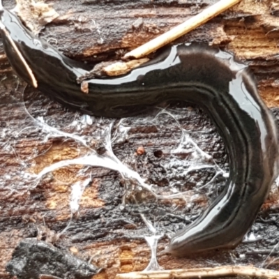 Parakontikia ventrolineata (Stripe-bellied flatworm) at Lyneham, ACT - 15 Jun 2021 by tpreston