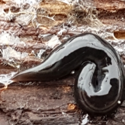 Parakontikia ventrolineata (Stripe-bellied flatworm) at Lyneham, ACT - 16 Jun 2021 by trevorpreston