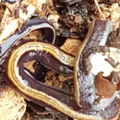Caenoplana variegata (Two-tone Planarian) at Lyneham, ACT - 16 Jun 2021 by trevorpreston