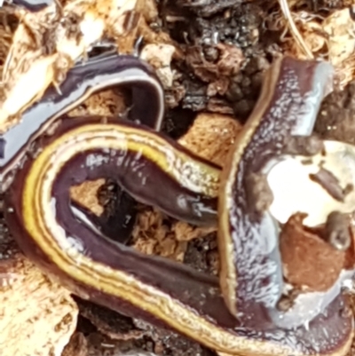 Caenoplana bicolor (Two-tone Planarian) at Lyneham, ACT - 16 Jun 2021 by trevorpreston