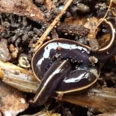 Caenoplana coerulea (Blue Planarian, Blue Garden Flatworm) at Lyneham, ACT - 16 Jun 2021 by trevorpreston