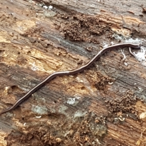 Caenoplana coerulea at Lyneham, ACT - 16 Jun 2021