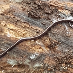 Caenoplana coerulea at Lyneham, ACT - 16 Jun 2021