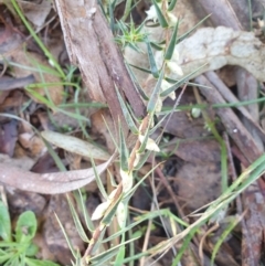 Melichrus urceolatus (Urn Heath) at Goulburn, NSW - 16 Jun 2021 by Rixon