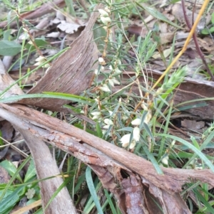 Melichrus urceolatus at Goulburn, NSW - 16 Jun 2021