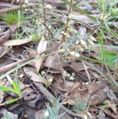 Melichrus urceolatus at Goulburn, NSW - 16 Jun 2021 09:32 AM