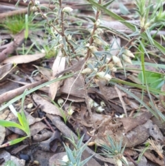 Melichrus urceolatus at Goulburn, NSW - 16 Jun 2021