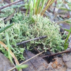 Cladonia sp. (genus) at Goulburn, NSW - 16 Jun 2021 09:35 AM