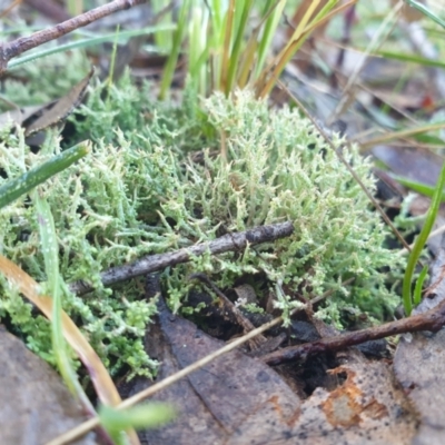 Cladonia sp. (genus) (Cup Lichen) at Goulburn, NSW - 16 Jun 2021 by Rixon