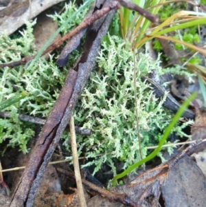 Cladonia sp. (genus) at Goulburn, NSW - 16 Jun 2021 09:35 AM