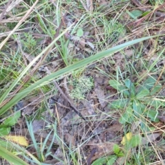 Cladonia sp. (genus) at Goulburn, NSW - 16 Jun 2021 09:35 AM