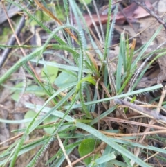 Unverified Grass at Goulburn, NSW - 16 Jun 2021 by Rixon