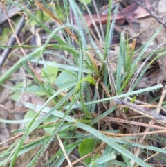 Unidentified Grass at Goulburn, NSW - 15 Jun 2021 by Rixon