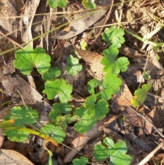 Hydrocotyle laxiflora (Stinking Pennywort) at Goulburn, NSW - 15 Jun 2021 by Rixon