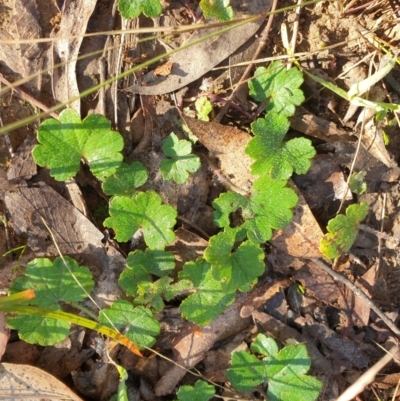 Hydrocotyle laxiflora (Stinking Pennywort) at Goulburn, NSW - 16 Jun 2021 by Rixon