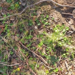 Hydrocotyle laxiflora at Goulburn, NSW - 16 Jun 2021 09:31 AM