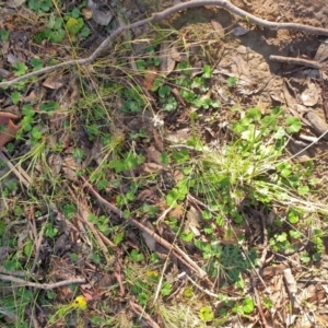 Hydrocotyle laxiflora at Goulburn, NSW - 16 Jun 2021 09:31 AM