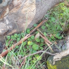 Hydrocotyle laxiflora at Goulburn, NSW - 16 Jun 2021 09:31 AM