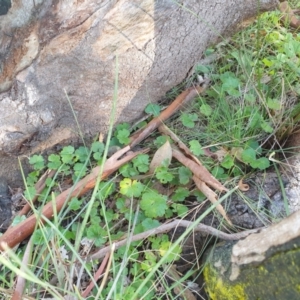 Hydrocotyle laxiflora at Goulburn, NSW - 16 Jun 2021