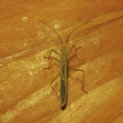 Mutusca brevicornis (A broad-headed bug) at Conder, ACT - 30 Mar 2021 by MichaelBedingfield