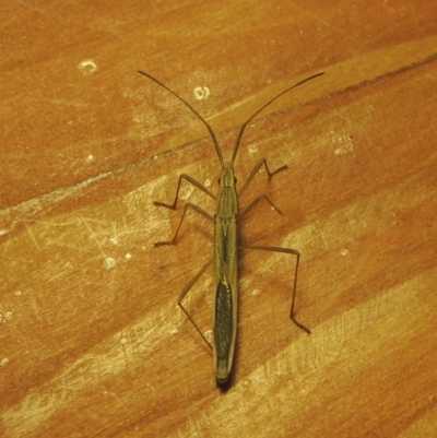 Mutusca brevicornis (A broad-headed bug) at Conder, ACT - 30 Mar 2021 by MichaelBedingfield