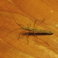 Mutusca brevicornis at Conder, ACT - 30 Mar 2021 09:51 PM