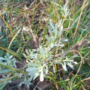 Chrysocephalum apiculatum at Goulburn, NSW - 16 Jun 2021