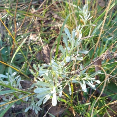 Chrysocephalum apiculatum (Common Everlasting) at West Goulburn Bushland Reserve - 15 Jun 2021 by Rixon