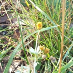 Chrysocephalum apiculatum at Goulburn, NSW - 16 Jun 2021 09:29 AM