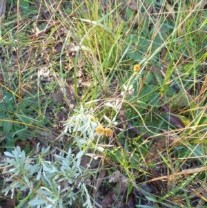 Chrysocephalum apiculatum at Goulburn, NSW - 16 Jun 2021