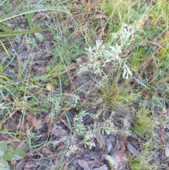 Chrysocephalum apiculatum at Goulburn, NSW - 16 Jun 2021 09:29 AM