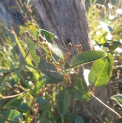 Hardenbergia violacea (False Sarsaparilla) at Goulburn, NSW - 16 Jun 2021 by Rixon