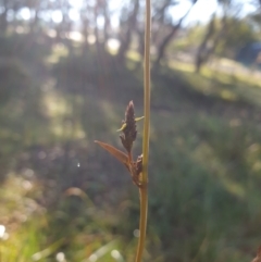 Hardenbergia violacea at Goulburn, NSW - 16 Jun 2021