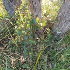 Hardenbergia violacea at Goulburn, NSW - 16 Jun 2021