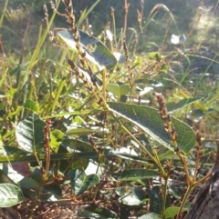 Hardenbergia violacea at Goulburn, NSW - 16 Jun 2021
