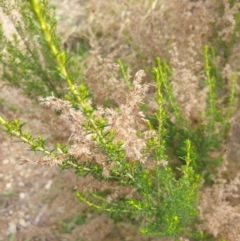 Cassinia sifton (Sifton Bush, Chinese Shrub) at Goulburn, NSW - 15 Jun 2021 by Rixon