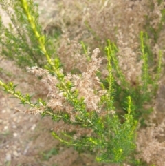 Cassinia sifton (Sifton Bush, Chinese Shrub) at Goulburn, NSW - 15 Jun 2021 by Rixon