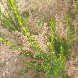 Cassinia sifton at Goulburn, NSW - 15 Jun 2021