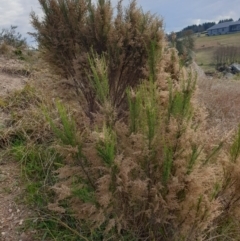 Cassinia sifton at Goulburn, NSW - 15 Jun 2021